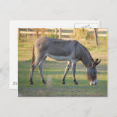 Donkey Postkarte (Vorne/Hinten)