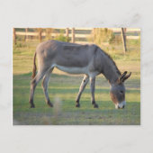 Donkey Postkarte (Vorderseite)
