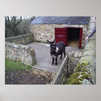 Donkey-Print Poster