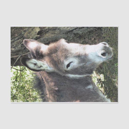 DONKEY SEIDENPAPIER (Vorderseite)