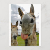 Donkey Spaß Postkarte (Vorderseite)