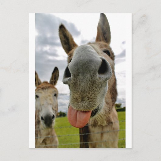 Donkey Spaß Postkarte (Vorderseite)
