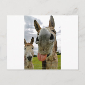 Donkey Spaß Postkarte