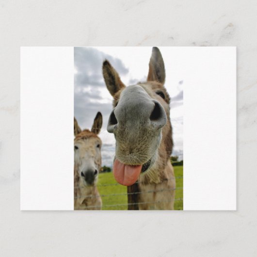Donkey Spaß Postkarte (Vorderseite)