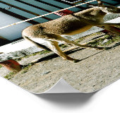 Donkey Town Oatman Arizona Poster (Ecke)