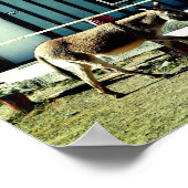 Donkey Town Oatman Arizona Poster (Ecke)