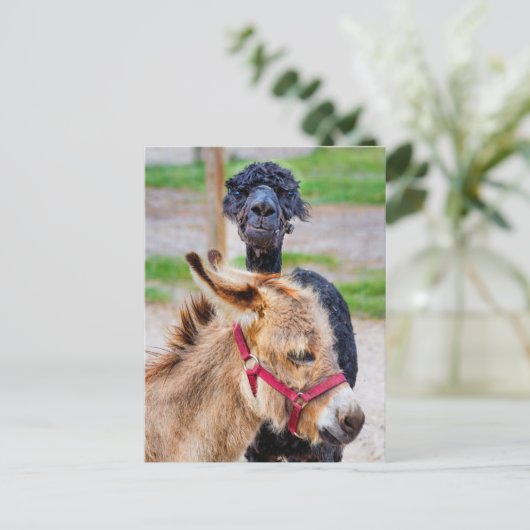 Donkey und Lama Postkarte (Stehend Vorderseite)