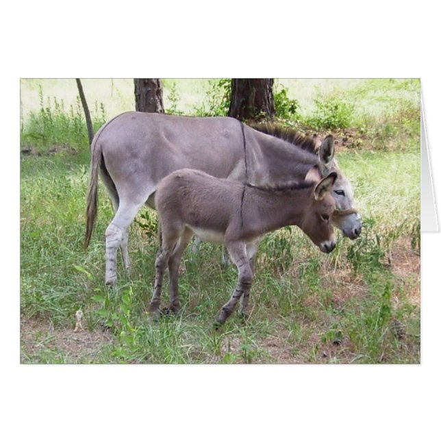 Donkey Zonkey-Karte (Vorderseite (Horizontal))