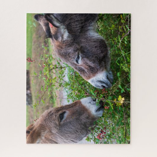 Donkeys, 520 Pcs, Puzzle (Vertikal)