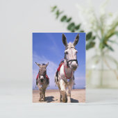 Donkeys, Blackpool Beach, England Postkarte (Stehend Vorderseite)