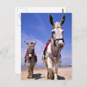 Donkeys, Blackpool Beach, England Postkarte (Vorne/Hinten)