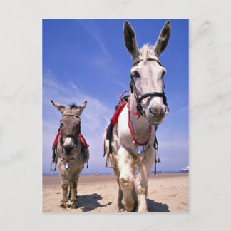 Donkeys, Blackpool Beach, England Postkarte
