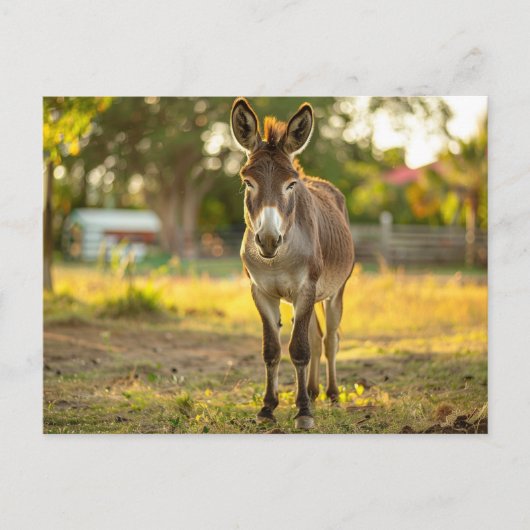 Donkeys Burro Postcard Postkarte (Vorderseite)
