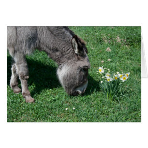 Donkeys essen keine wilden Affodien