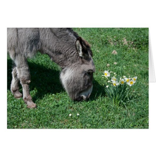 Donkeys essen keine wilden Affodien (Vorderseite (Horizontal))