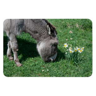 Donkeys essen keine wilden Affodien Magnet
