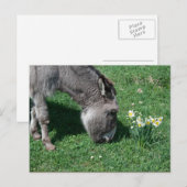 Donkeys essen keine wilden Affodien Postkarte (Vorne/Hinten)