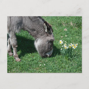 Donkeys essen keine wilden Affodien Postkarte