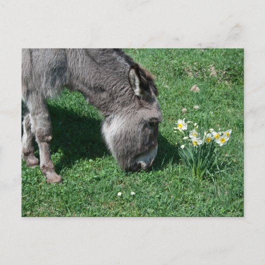 Donkeys essen keine wilden Affodien Postkarte (Vorderseite)