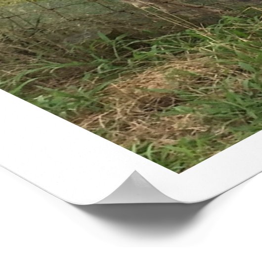 Donkeys Foto Poster (Ecke)