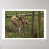 Donkeys Foto Poster (Vorne)