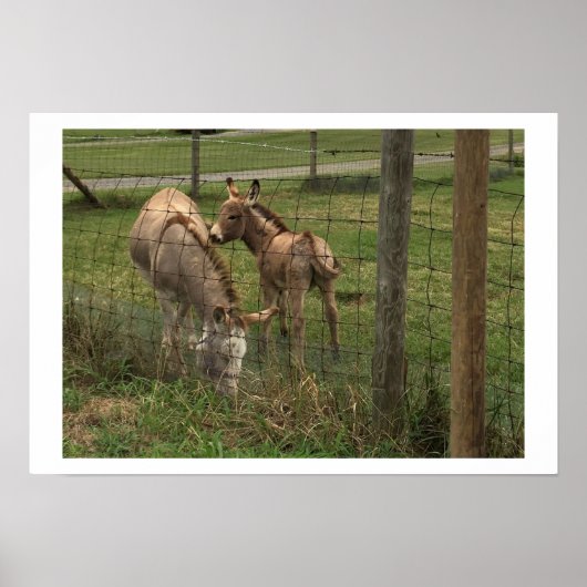Donkeys Foto Poster (Vorne)