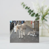 Donkeys geht in die Stadt Postkarte (Stehend Vorderseite)