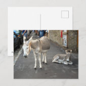 Donkeys geht in die Stadt Postkarte (Vorne/Hinten)