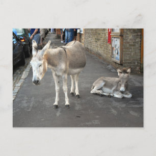 Donkeys geht in die Stadt Postkarte