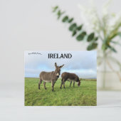 Donkeys in Doora Irland Postkarte (Stehend Vorderseite)