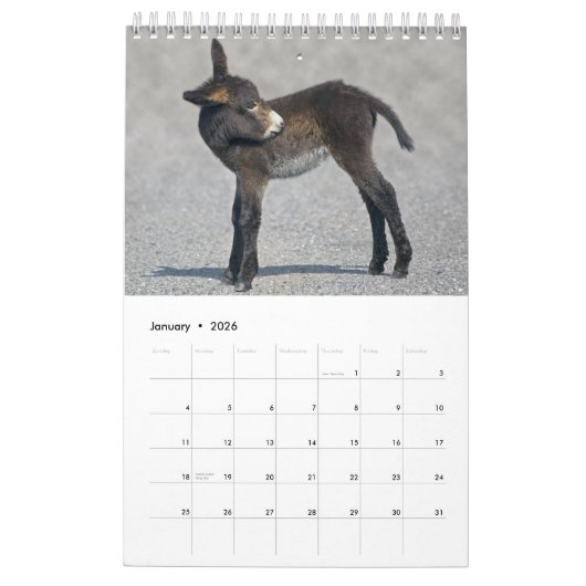 Donkeys-Kalender Kalender (Jan 2026)