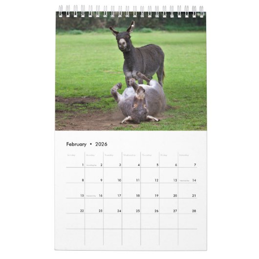Donkeys-Kalender Kalender (Feb 2026)