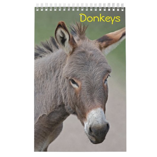 Donkeys-Kalender Kalender (Titelbild)