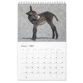 Donkeys-Kalender Kalender (Jan 2027)