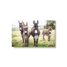 Donkeys
