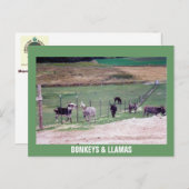 DONKEYS & LLAMAS POSTKARTE (Vorne/Hinten)