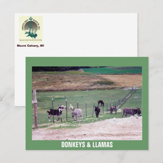 DONKEYS & LLAMAS POSTKARTE (Vorne/Hinten)