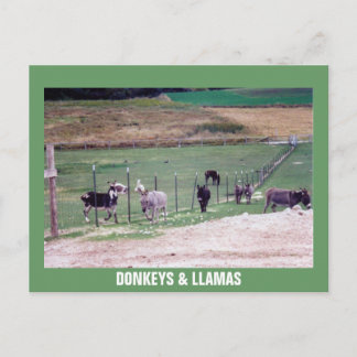 DONKEYS & LLAMAS POSTKARTE