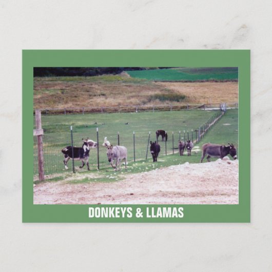 DONKEYS & LLAMAS POSTKARTE (Vorderseite)