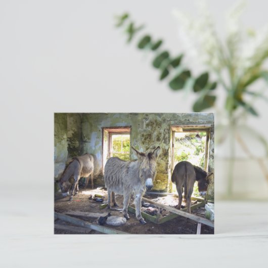 Donkeys of Blasket Postkarte (Stehend Vorderseite)