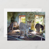 Donkeys of Blasket Postkarte (Vorne/Hinten)