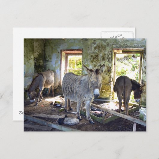 Donkeys of Blasket Postkarte (Vorne/Hinten)