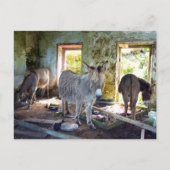 Donkeys of Blasket Postkarte (Vorderseite)