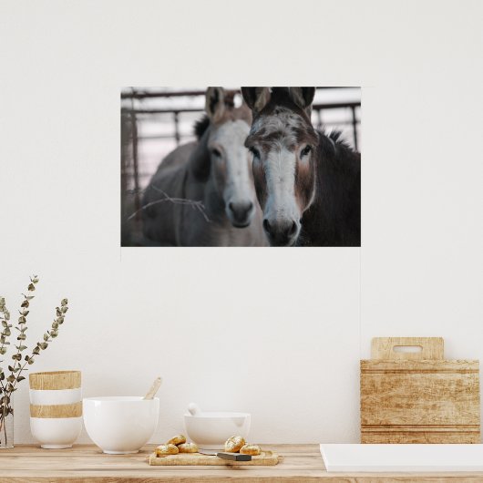 Donkeys Poster (Küche)