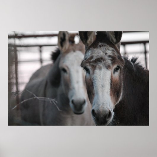 Donkeys Poster (Vorne)