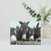 Donkeys Postkarte (Stehend Vorderseite)