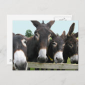 Donkeys Postkarte (Vorne/Hinten)