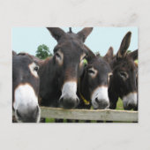 Donkeys Postkarte (Vorderseite)