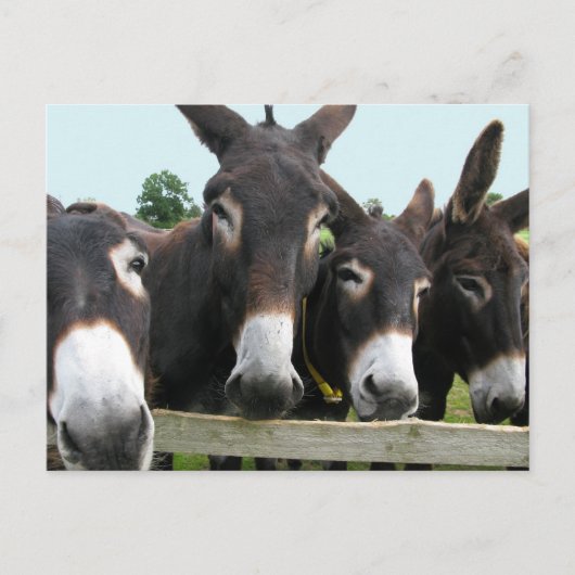 Donkeys Postkarte (Vorderseite)