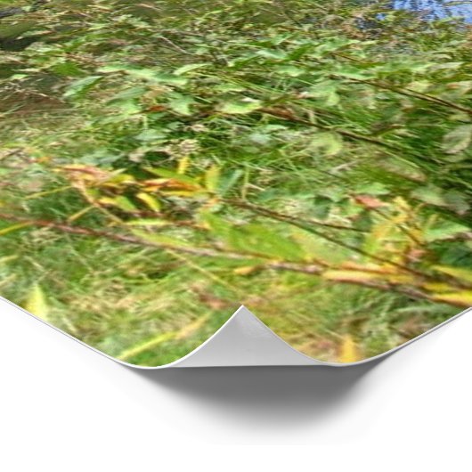 Donner Memorial Staat Park, Truckee, CA Poster (Ecke)